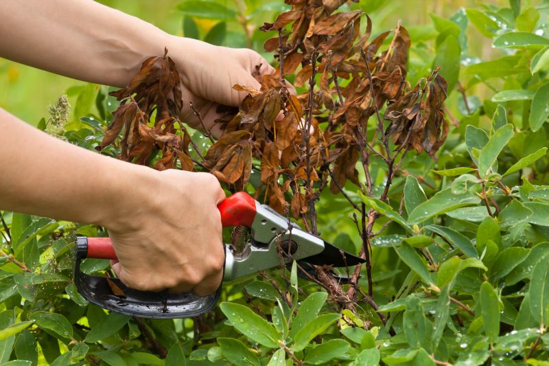Crape Myrtle Pruning in Ventura County, CA