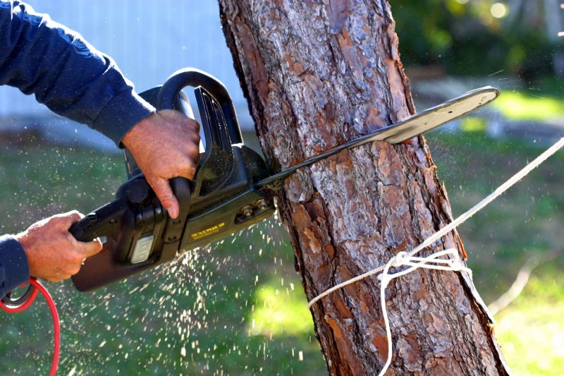 Fallen Tree Removal in Reno, NV