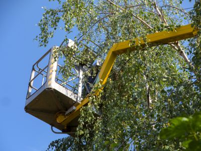 Residential Tree Service in Doylestown, PA
