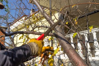 Tree Shearing in Pottstown, PA